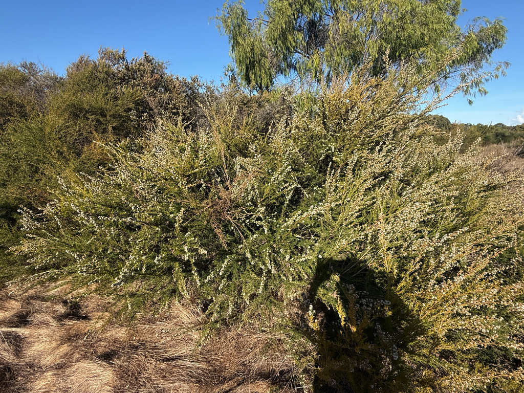Taxandria linearifolia; photograph (c) Khands, some rights reserved (CC BY)