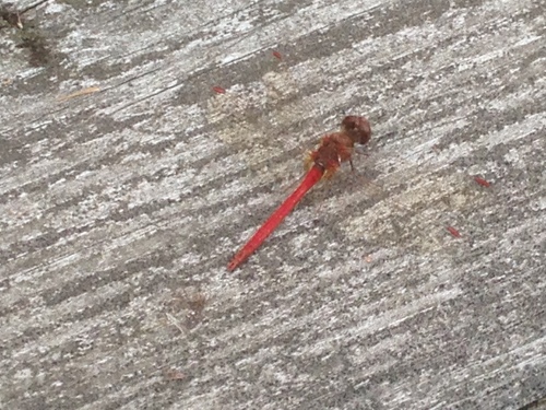 iNaturalist observation photo of Autumn Meadowhawk