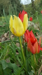 Tulipa agenensis