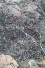 Dryopetalon runcinatum