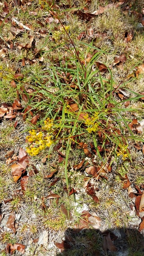 Flaveria linearis, photograph 6