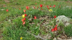 Tulipa agenensis