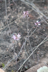 Dryopetalon runcinatum