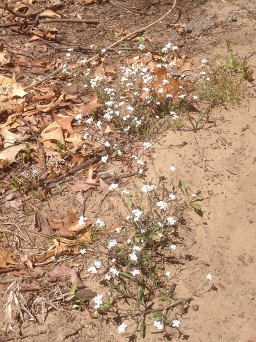 iNaturalist observation photo of Lyreleaf Rockcress