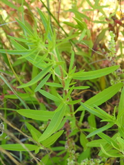 Iva asperifolia, photograph saltyhiker, CC BY, iNaturalist via GBIF