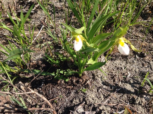 iNaturalist observation photo of small white lady's-slipper