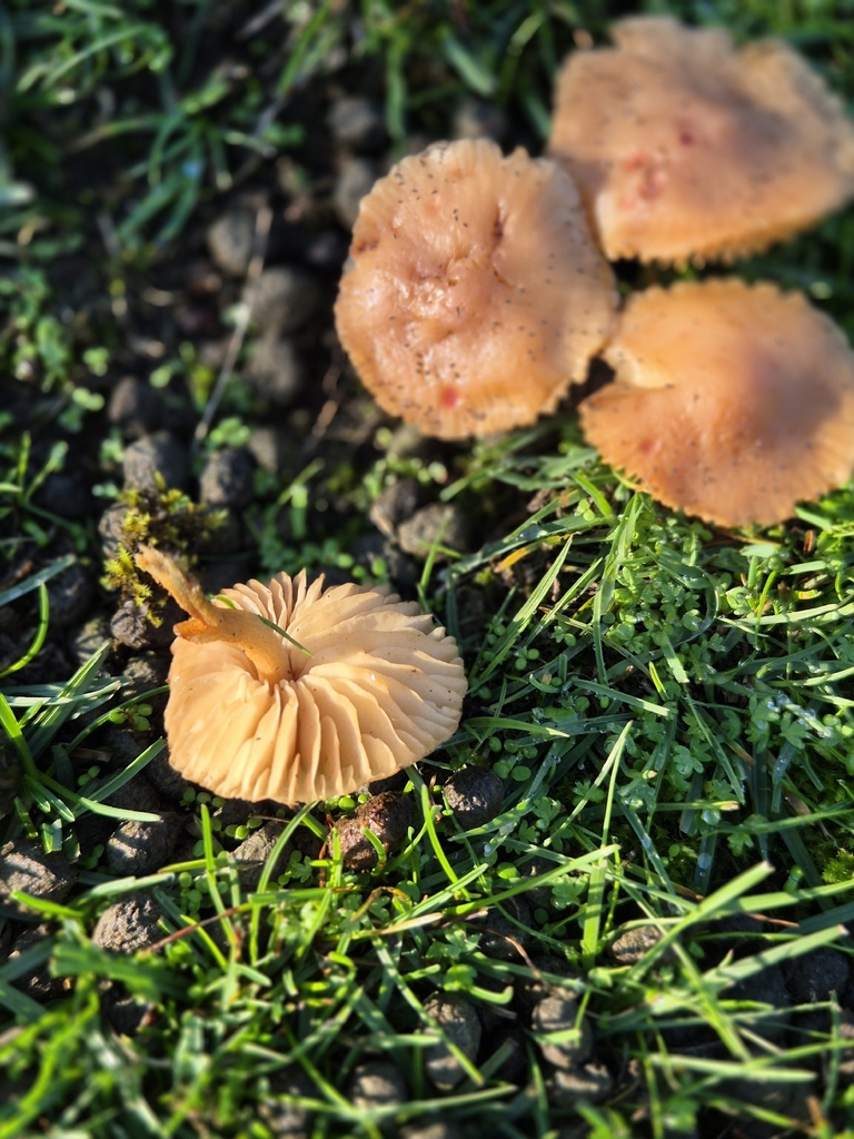 Marasmius oreades · May 2026 · photo: © rempson (iNaturalist, cc-by)