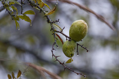 Chaenomeles thibetica