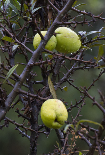 Image of Chaenomeles thibetica by (c) Kristof Zyskowski, some rights reserved (CC BY)