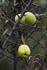 Chaenomeles thibetica