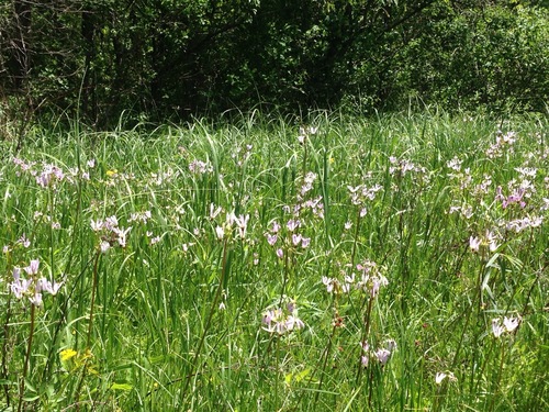 iNaturalist observation photo of eastern shooting star