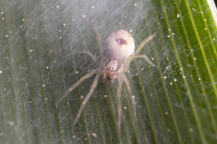 Nigma puella