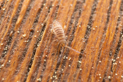 Entomobrya nigrocincta