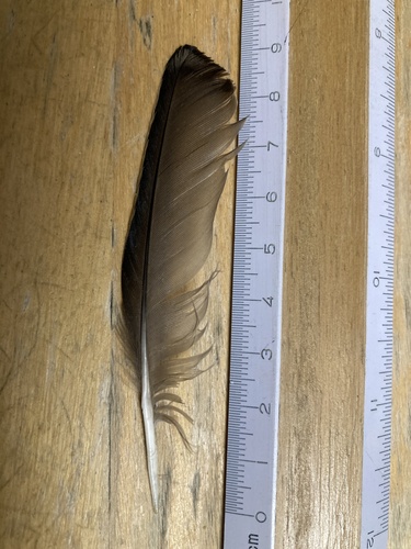 Plume de Étourneau sansonnet