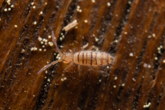 Entomobrya nigrocincta