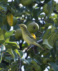 Phylloscopus nitidus