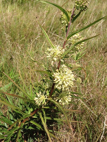 iNaturalist observation photo of tall green milkweed