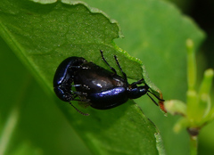 Gastrophysa