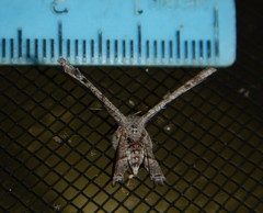 Phazaca interrupta