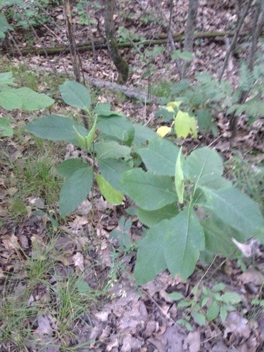 iNaturalist observation photo of poke milkweed
