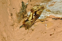Chrysodeixis acuta