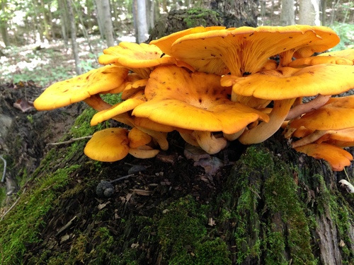iNaturalist observation photo of Eastern American jack-o'-lantern