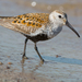 Dunlin - Photo (c) Paul Reeves, some rights reserved (CC BY-NC-SA), uploaded by Paul Reeves