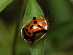 Aspidimorpha westwoodi