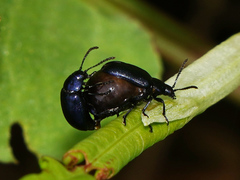 Gastrophysa