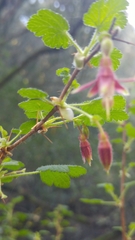 Ribes menziesii