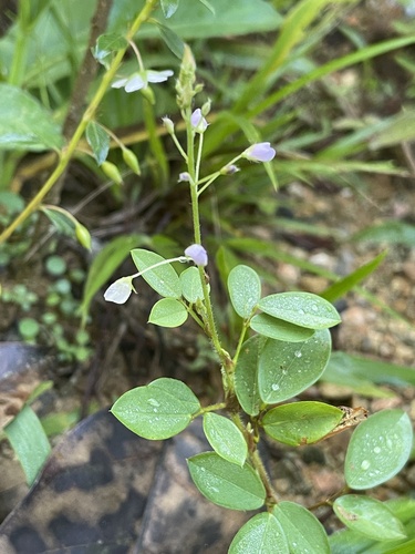 Grona adscendens observed 2026-05-05