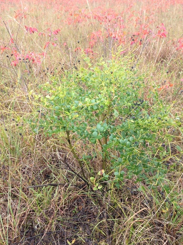 iNaturalist observation photo of eastern wild indigo