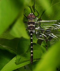 Macromia annulata