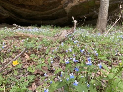 iNaturalist observation photo of spring blue-eyed Mary