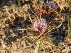 Cynara cardunculus cardunculus
