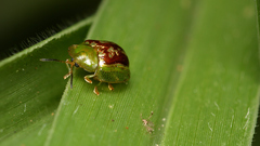 Cassida compuncta
