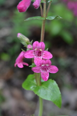 Penstemon triflorus