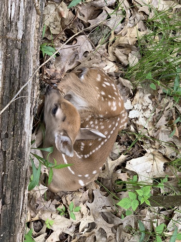 iNaturalist observation photo of White-tailed Deer