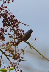 Melopyrrha violacea