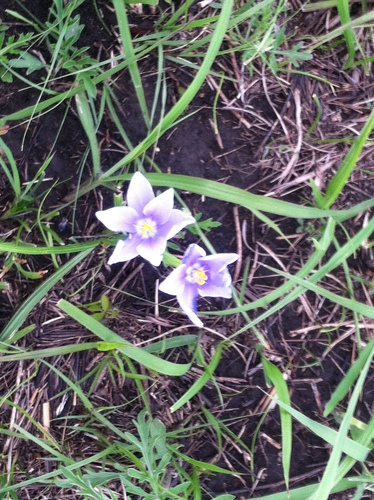 iNaturalist observation photo of Prairie Pleatleaf