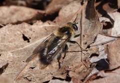 Criorhina verbosa