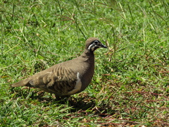 Geophaps scripta