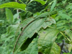 Bronchocela jubata