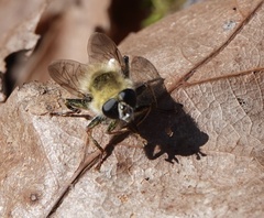 Criorhina verbosa