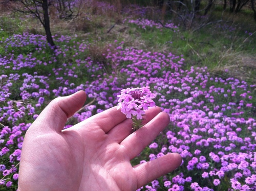 iNaturalist observation photo of rose vervain