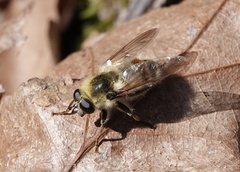 Criorhina verbosa