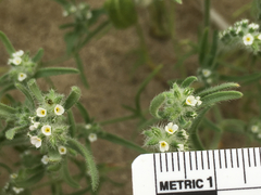 Cryptantha maritima
