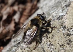 Criorhina verbosa