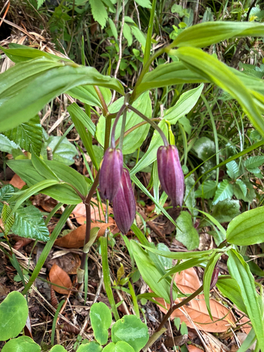 Disporum cantoniense observed 2026-05-12