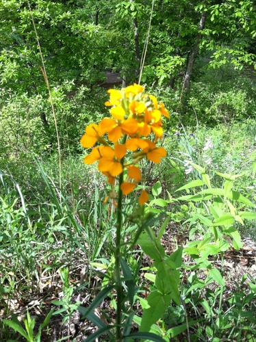 iNaturalist observation photo of Western Wallflower